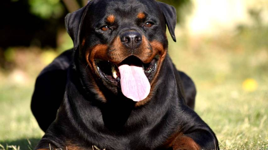 Rottweiler dogs 1080p Wallpapers and Background images