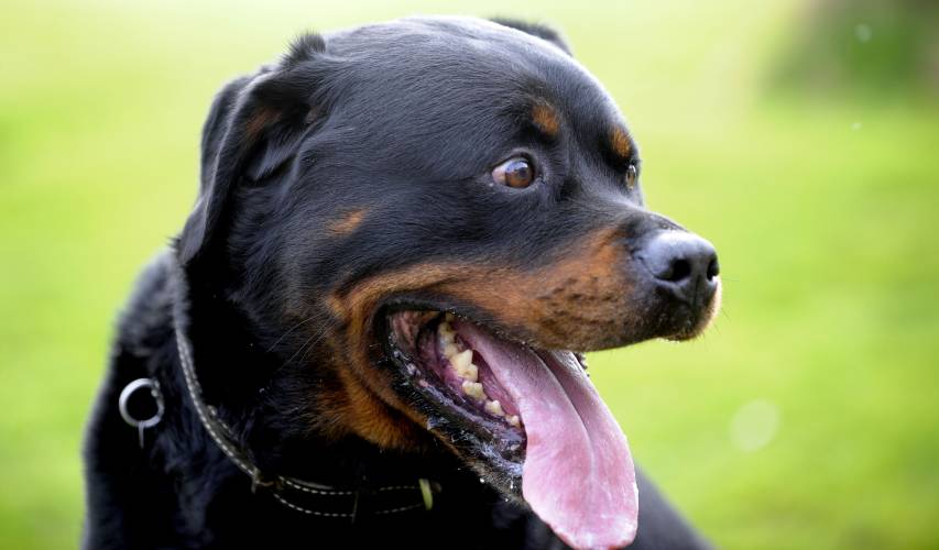 4k hd Rottweiler free Wallpapers Pic