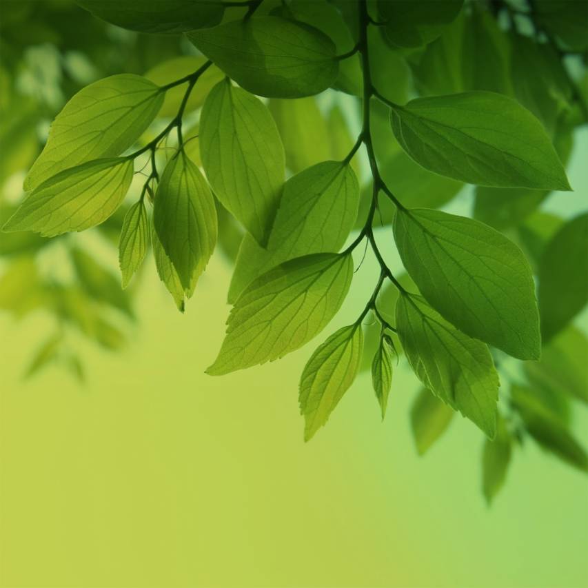 Cool Green Scenes Wallpapers for Samsung Galaxy s4