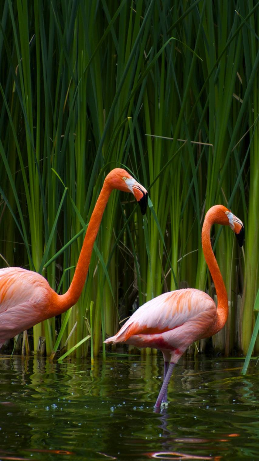Flamingo Samsung Galaxy a31 Picture Wallpapers