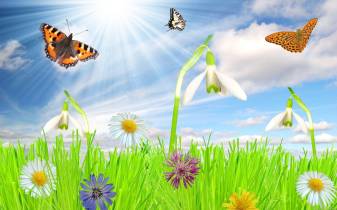 insect, Spring Screensavers Picture Wallpapers