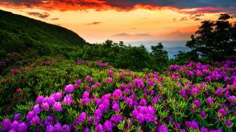 Spring Scenery Screen Savers Wallpapers Pic