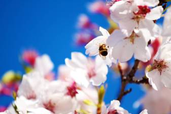 Cool Spring Background free for Download