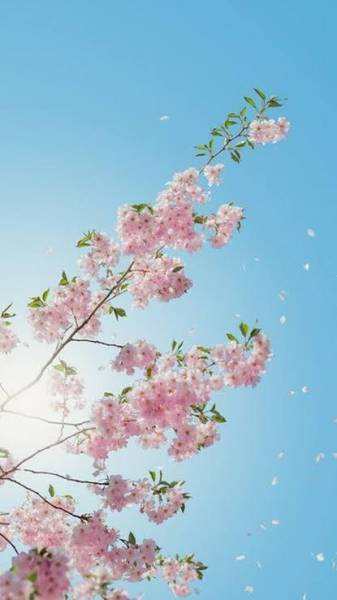 Brighten Your Phone Screens With This Spring-Inspired Background