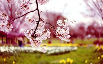 Refresh Your Desktop With This Awesome Spring Background