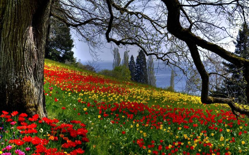 Amazing Scenery Spring Background High res