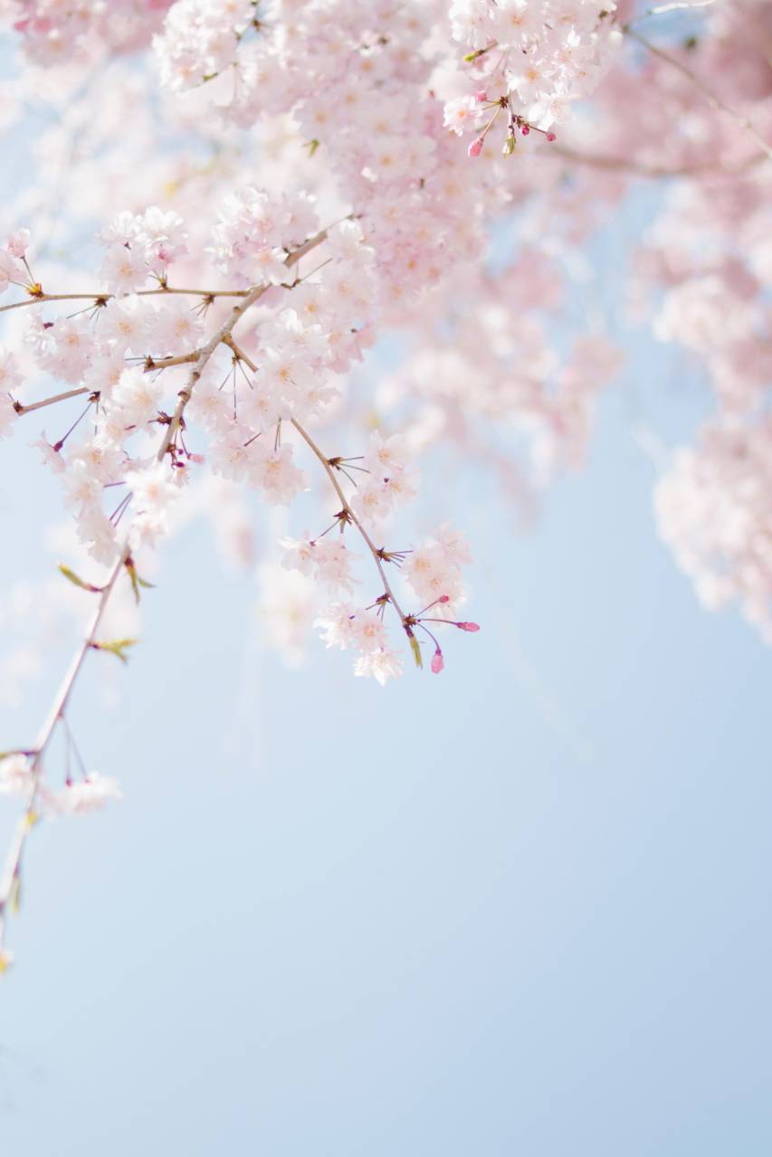 Feel the Magic of Spring with These Refreshing Background
