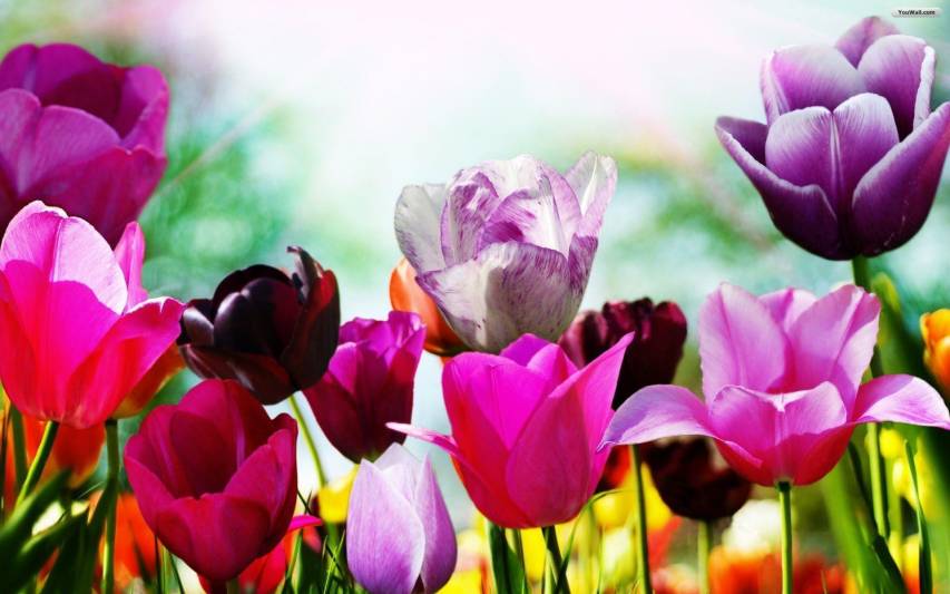 Color Spring Flower Background