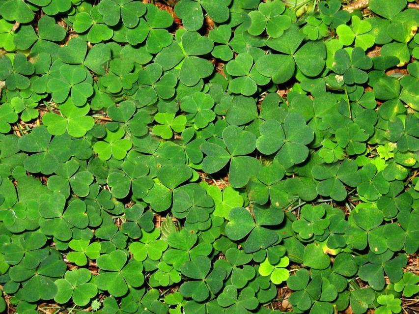Free Pictures of St Patricks Day Wallpapers