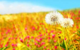 Floral Summer free image Wallpapers