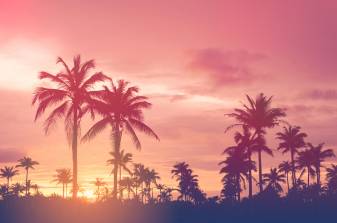 Palms, Sunset, Summer Wallpapers