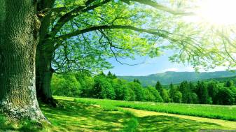 Tree, Nature, Summer Wallpapers Picture