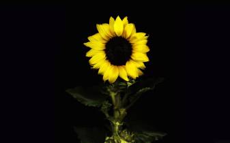 Black Background Sunflower Wallpapers