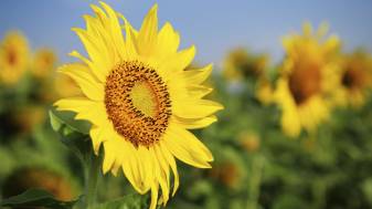 Sunflower Wallpapers and Background Picture