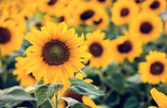 Sunflower Wallpapers and Background images