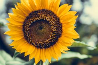 Sunflower Background images free download