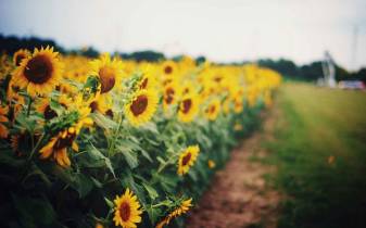Sunflower Desktop Backgrounds free download