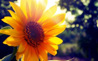 Pretty Sunflower Wallpapers Pic