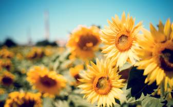 Cool hd Sunflower Beautiful Wallpapers high quality