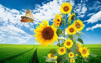 Butterfly and Sunflower desktop Wallpapers
