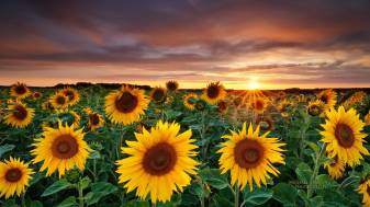 Sunrise Sunflowers beautiful Wallpapers
