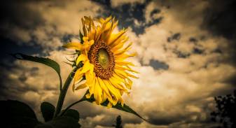 Cool Sunflowers Awesome hd Wallpapers