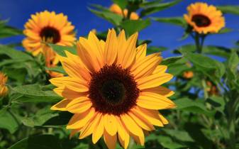 Sunflower hd Desktop image Pictures