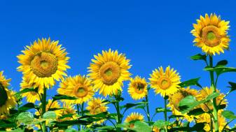 Sunflower 1080p Backgrounds free