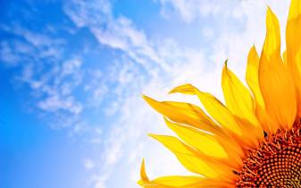 Sunflowers high res hd Wallpapers