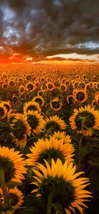 Sunflower iPhone Backgrounds image