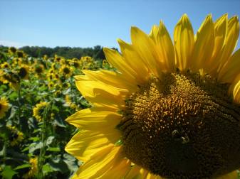 Sunflower Backgrounds
