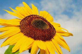 Sunflower 4k hd image Wallpapers