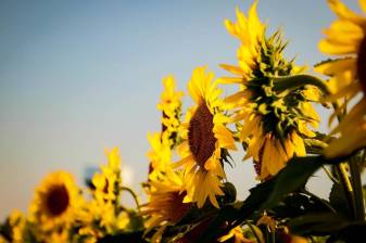 Sunflower image free Wallpapers