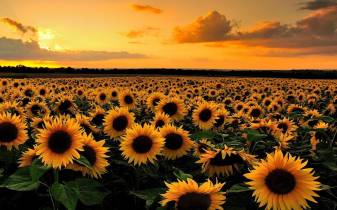 Sunset Sunflowers free Wallpapers