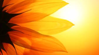 Sunflower hd 1080p Wallpapers