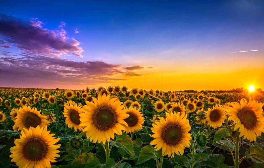 Pretty Sunset Sunflower Wallpapers
