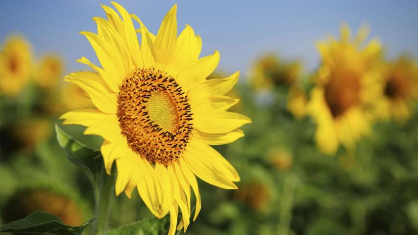 Sunflower Wallpapers and Background Picture