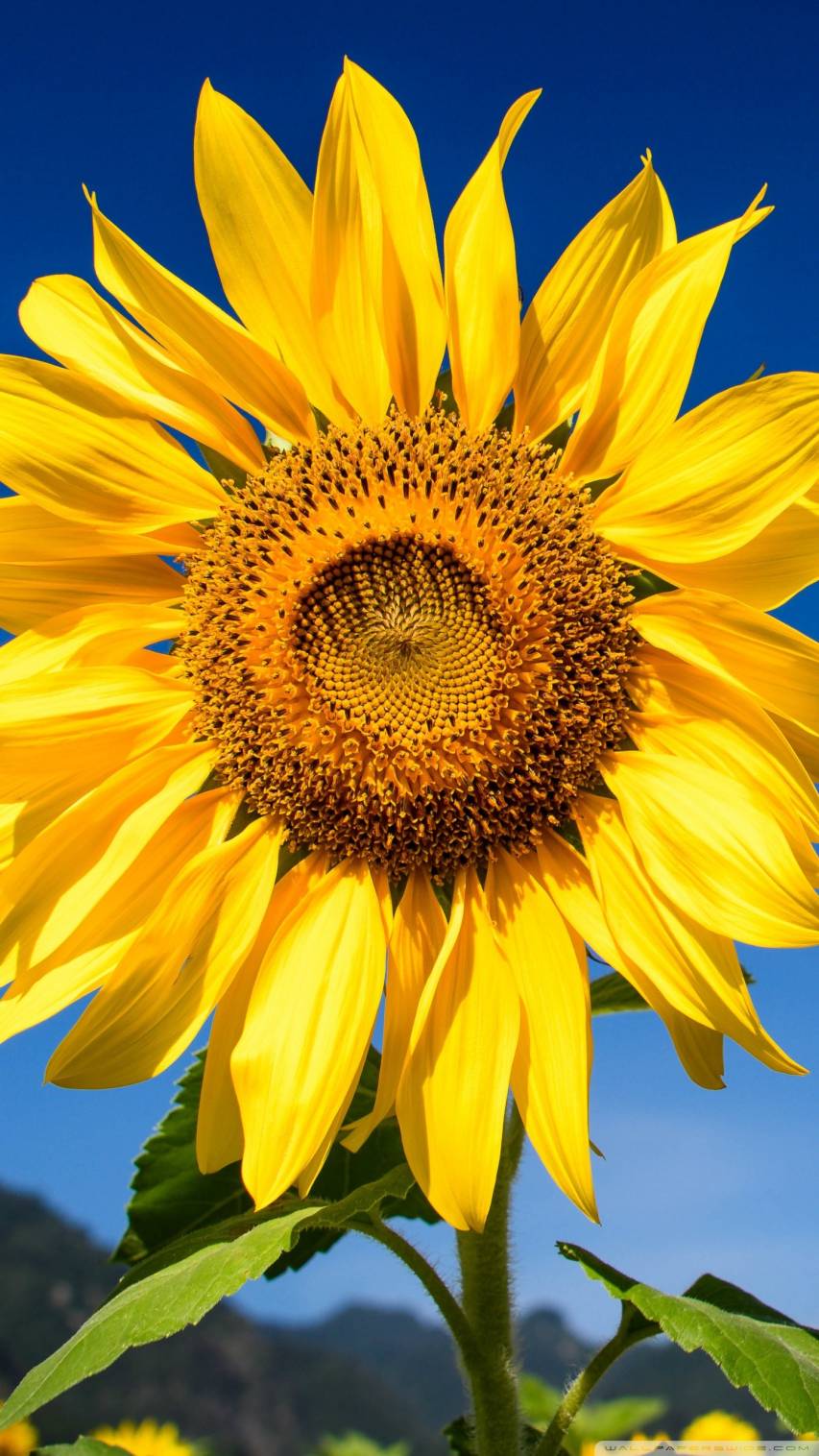 Sunflower Wallpapers and Backgrounds image Free Download