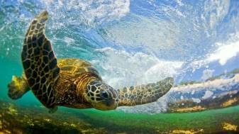 Sea, Animal  Hawaii 1080p Wallpapers
