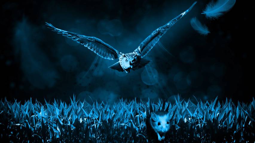 Blue, Night, Bird, Fantasy Uhd 4k hd image
