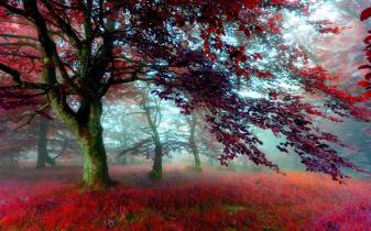 Ultra High Definition Autumn Wallpapers image
