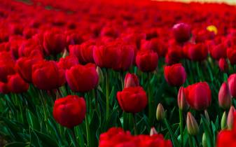 Red flowers Screen Picture Wallpapers