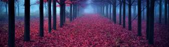 Forest, flowers, Red Screen hd image Wallpapers