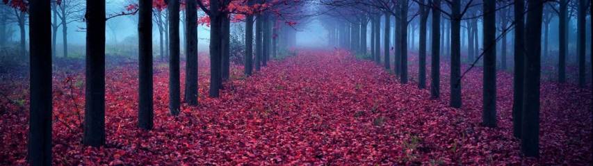 Forest, flowers, Red Screen hd image Wallpapers