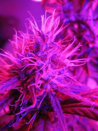 Purple Weed Marijuana Phone Wallpapers