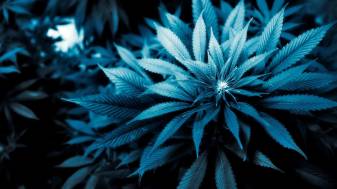 Cool Blue Weeds Wallpapers for Android