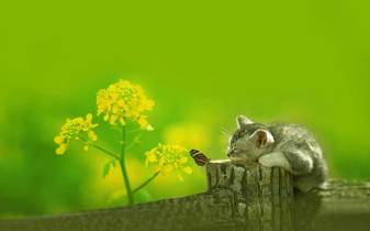 Cute Cat image Backgrounds for Widescreen
