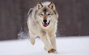 Snow Wolf Background