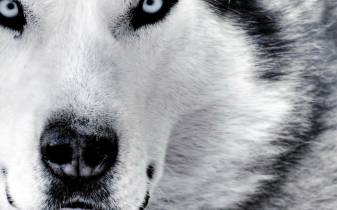 Siberian Husky, Animal, Wolf Background