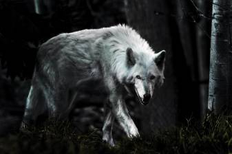 Download White Evil Wolf Background